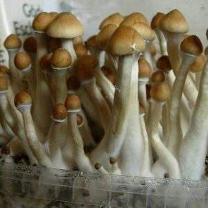 Psilocybe Cubensis Mushrooms