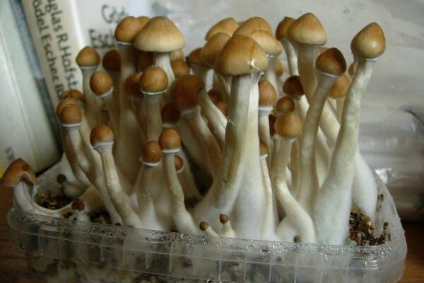 Psilocybe Cubensis Mushrooms