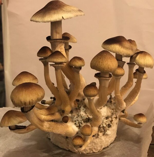 Buy Golden Teacher Mushrooms