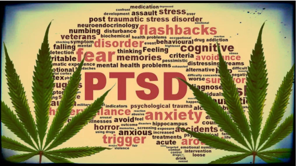 Read more about the article Best Strains for PTSD and Anxiety | What is the Best Strain For PTSD and Anxiety?